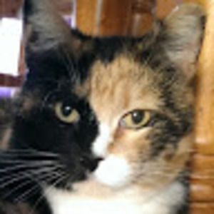 Meet your Posher, Misi